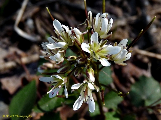 {Cardamine flagellifera}